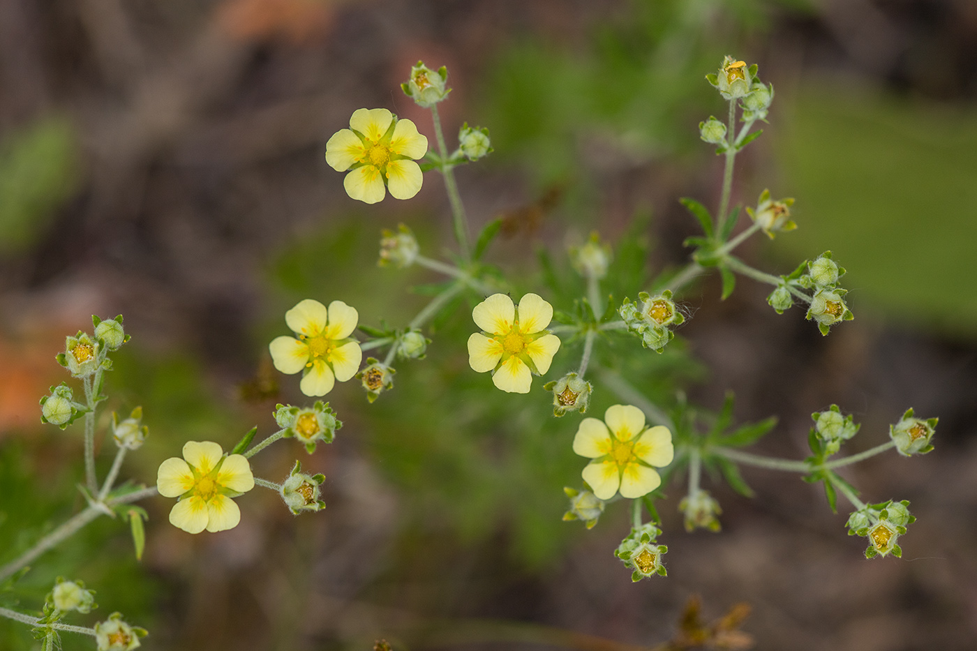 Изображение особи Potentilla argentea.