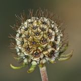 Scabiosa sosnowskyi. Соплодие. Республика Абхазия, г. Сухум. 22.08.2009.