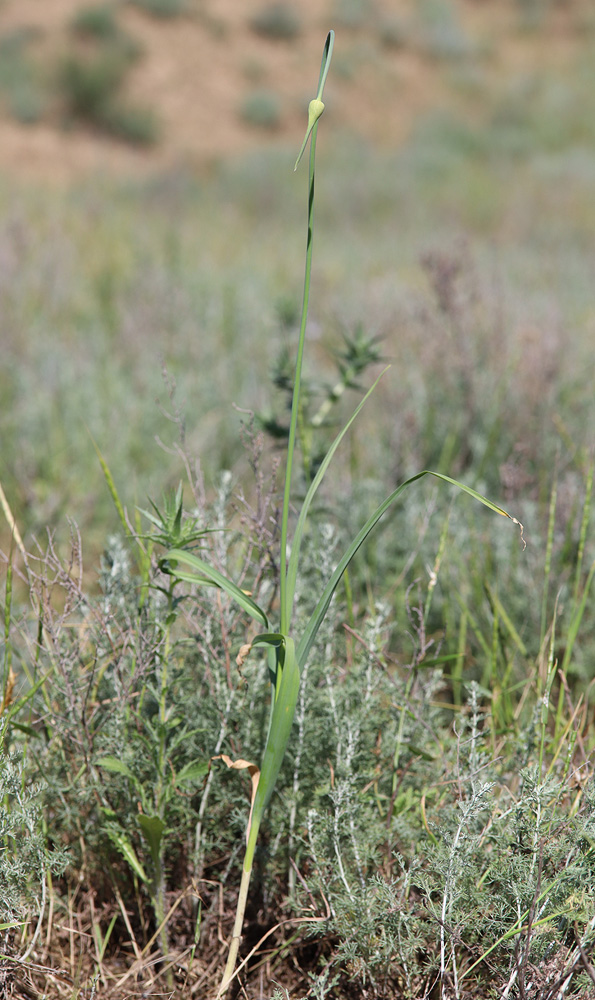 Image of Allium atroviolaceum specimen.