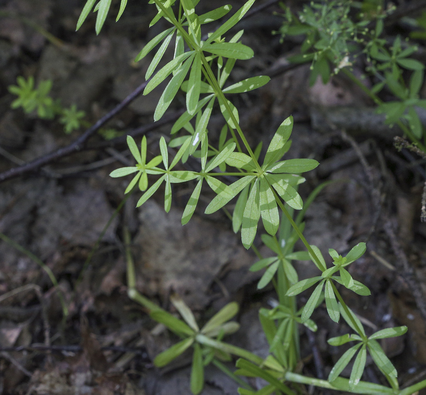 Image of Galium album specimen.