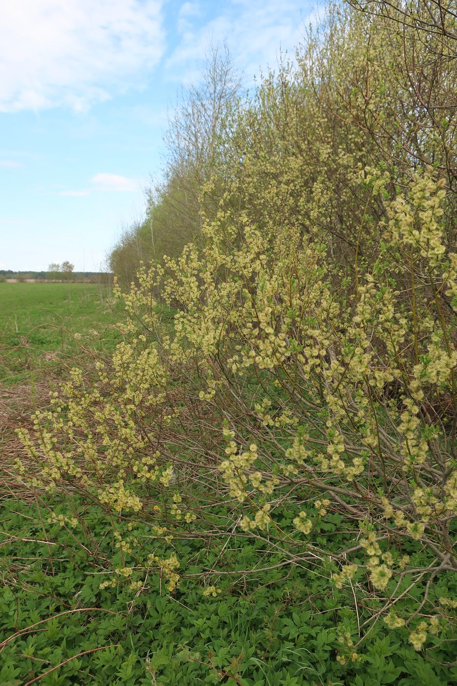 Image of Salix myrsinifolia specimen.