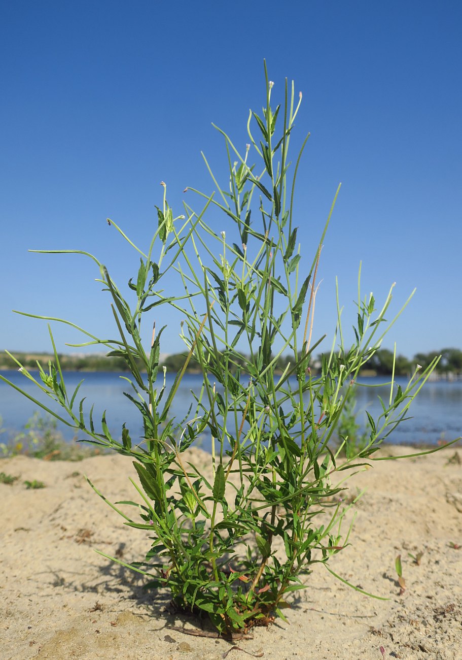 Image of Epilobium tetragonum specimen.