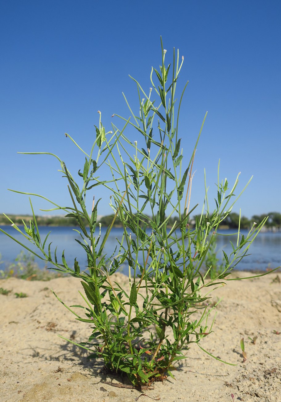 Изображение особи род Epilobium.