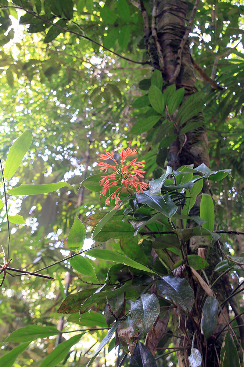 Изображение особи род Hedychium.