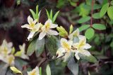 род Rhododendron