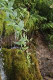 Scrophularia umbrosa. Верхушка цветущего растения. Томская обл., окр. с. Батурино, памятник природы \"Звёздный ключ\", сосново-березовый лес. 31.07.2022.