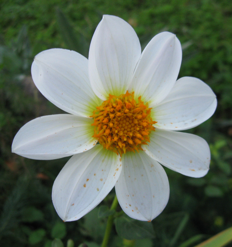 Image of Dahlia pinnata specimen.
