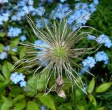 genus Pulsatilla