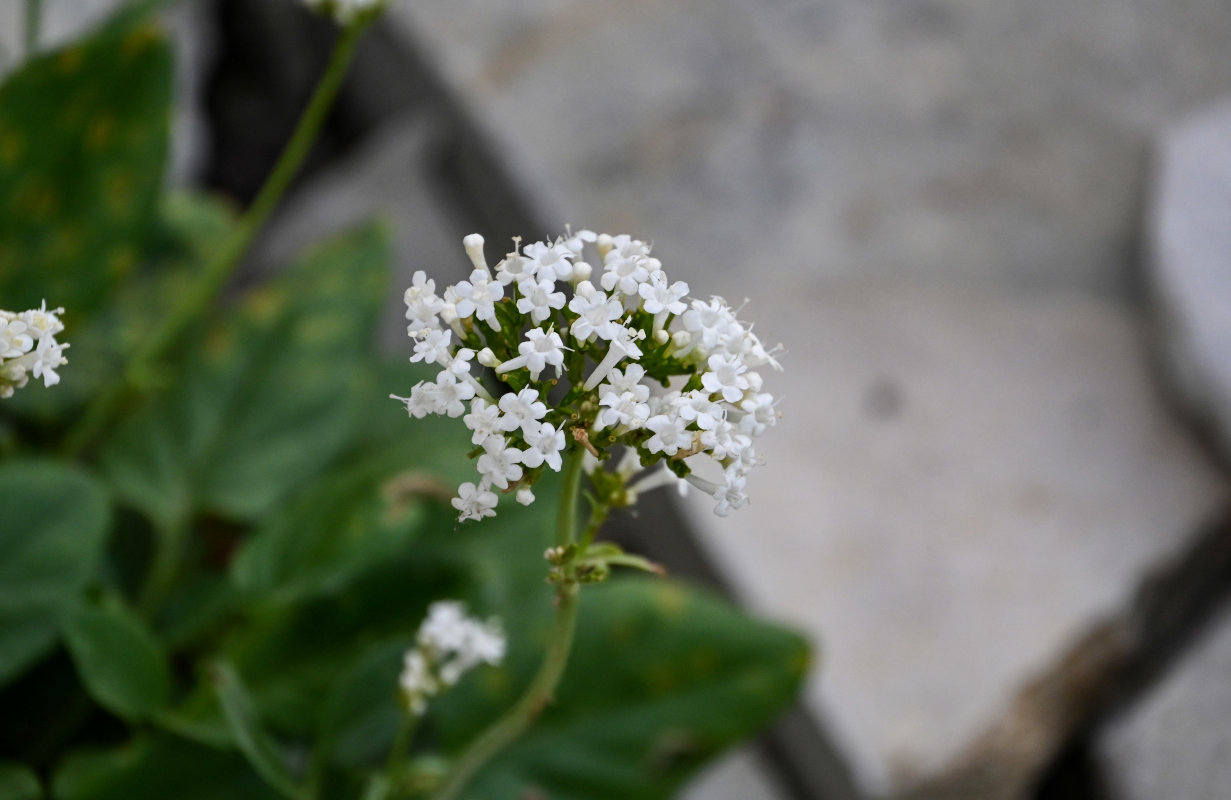 Image of Valeriana daghestanica specimen.