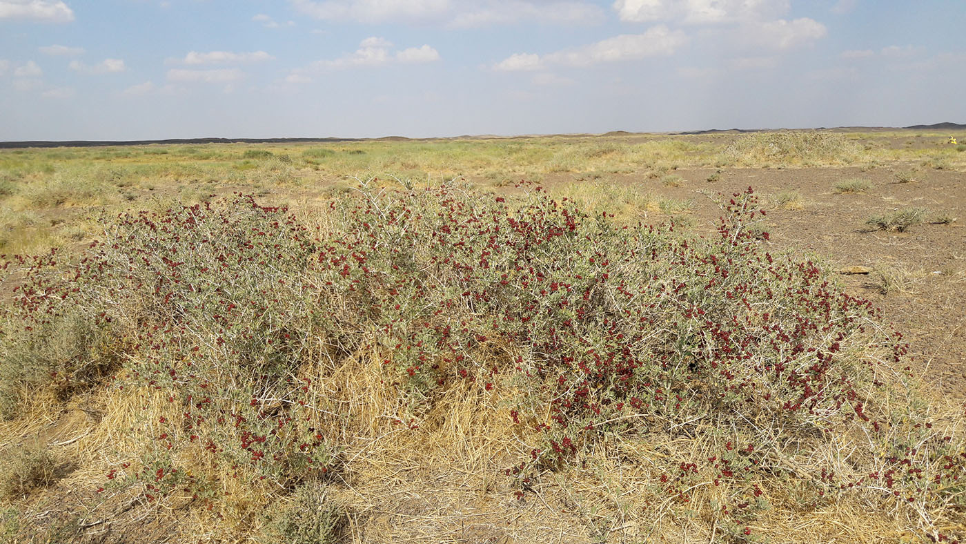 Image of Nitraria roborowskii specimen.