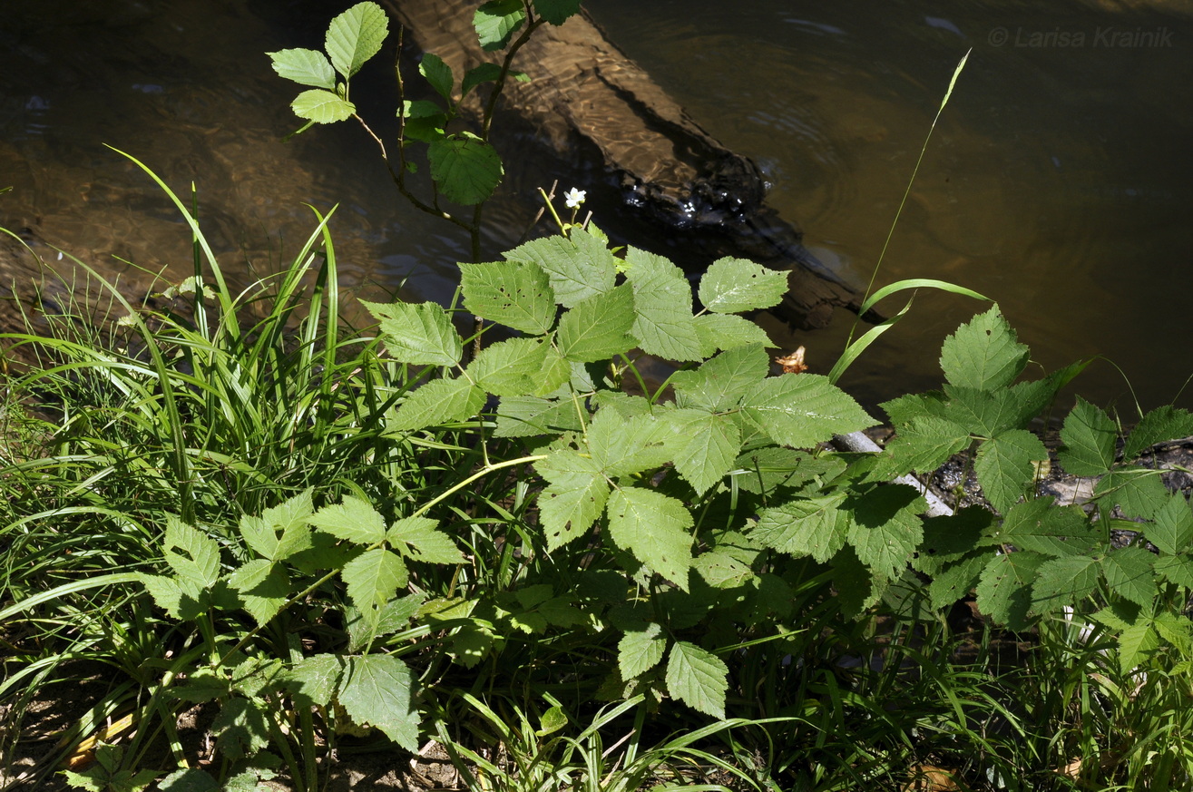 Image of Rubus caesius specimen.