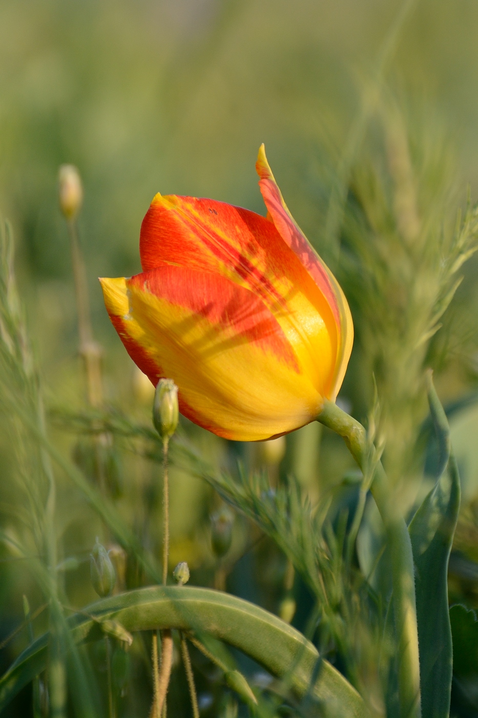 Image of Tulipa suaveolens specimen.