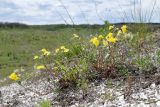 Helianthemum cretaceum