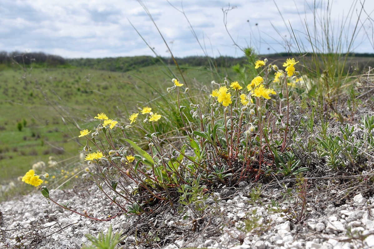 Изображение особи Helianthemum cretaceum.