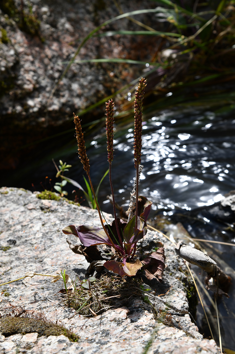 Изображение особи род Plantago.