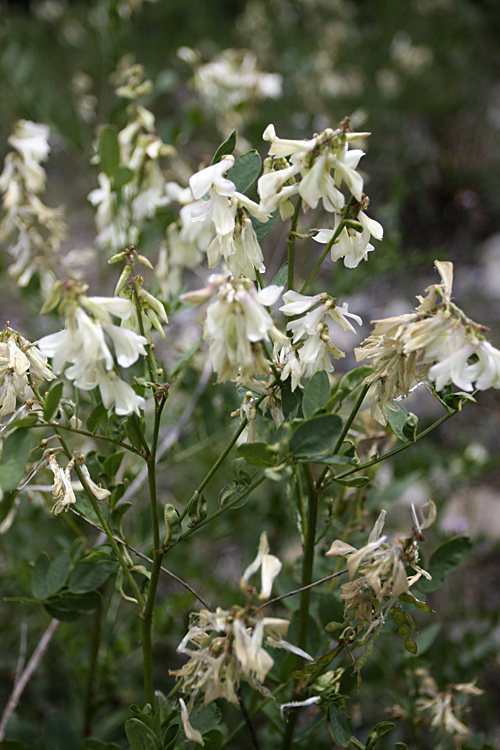 Изображение особи Hedysarum flavescens.