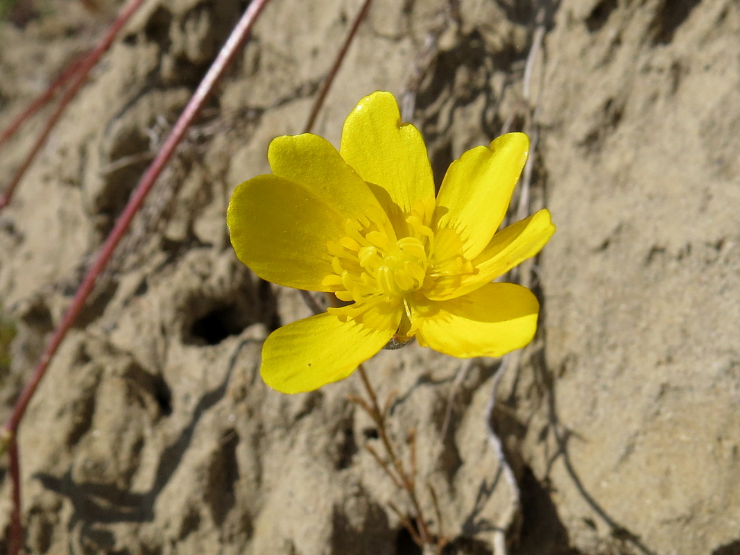 Image of Ranunculus repens specimen.