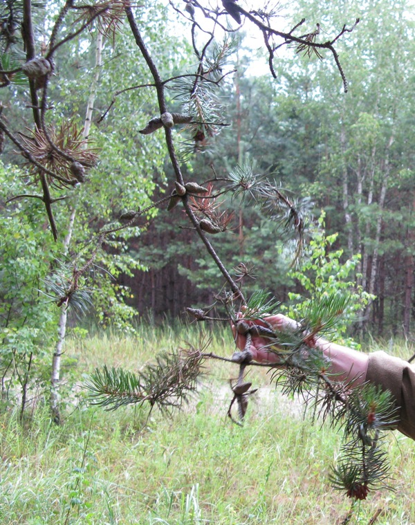 Изображение особи Pinus banksiana.