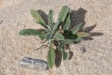 Craniospermum subvillosum