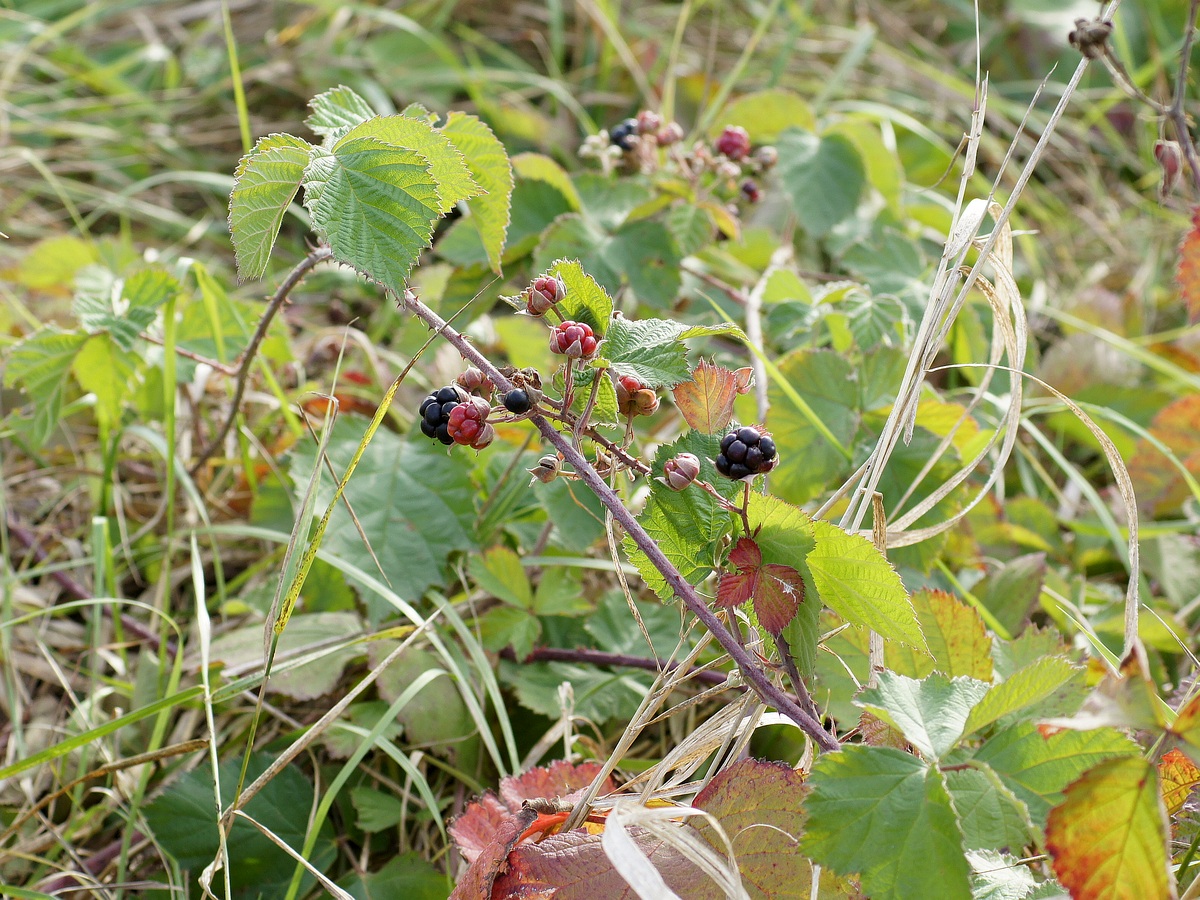 Изображение особи род Rubus.