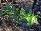 Euphorbia agraria