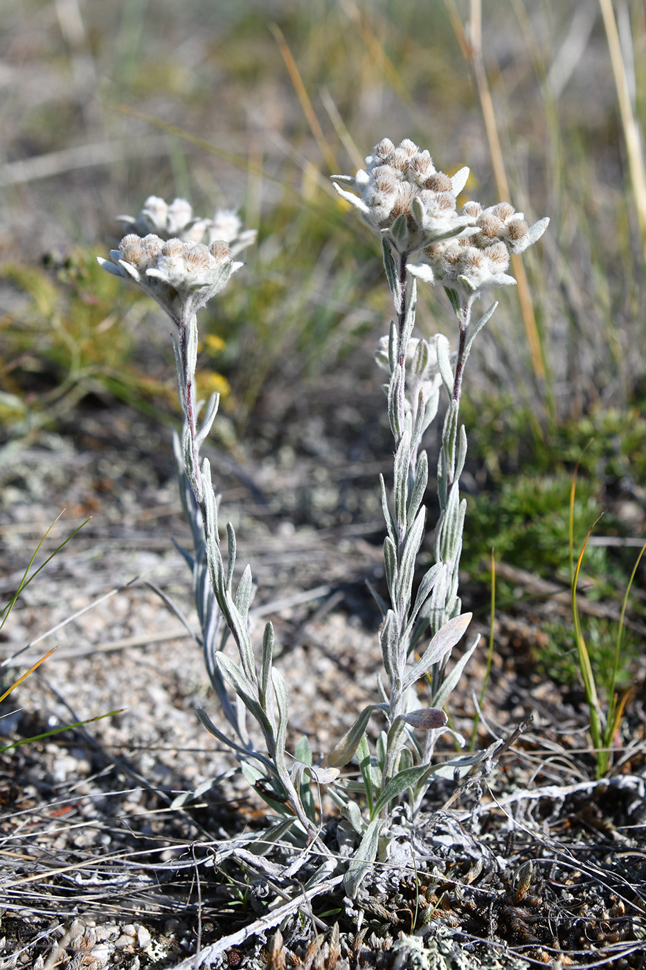 Image of Leontopodium fedtschenkoanum specimen.