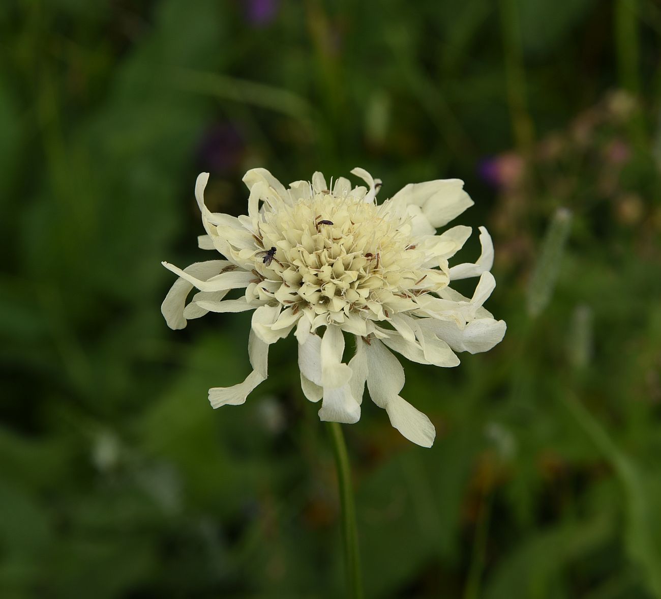 Image of genus Cephalaria specimen.
