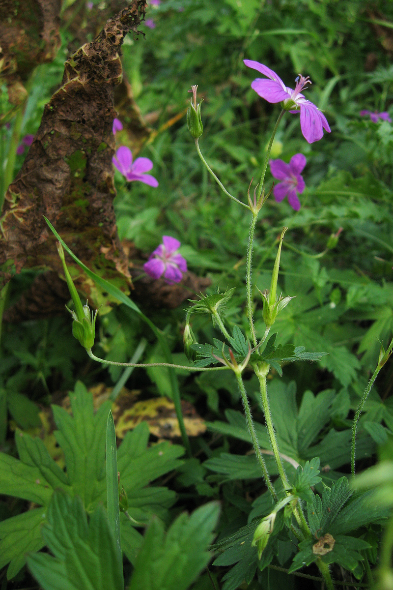 Изображение особи Geranium palustre.