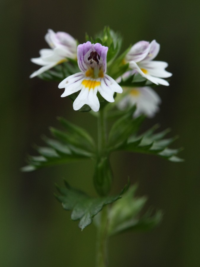 Изображение особи Euphrasia hyperborea.