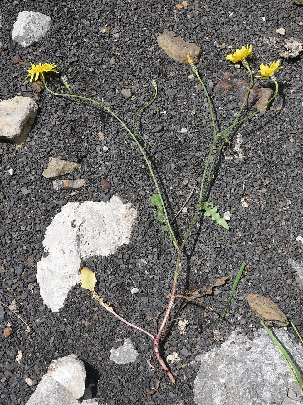 Image of Crepis sonchifolia specimen.