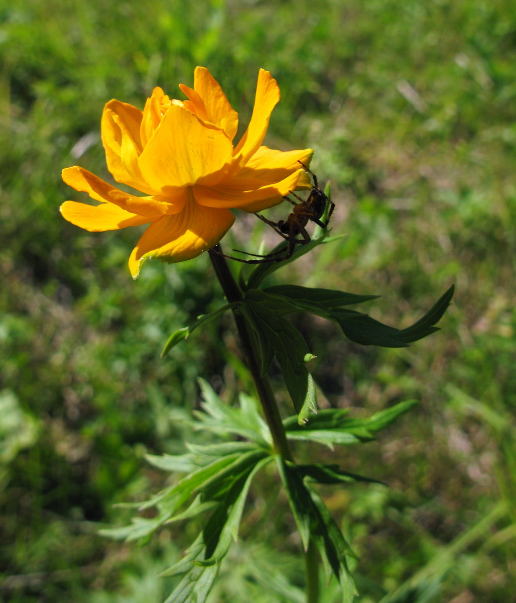 Изображение особи Trollius asiaticus.