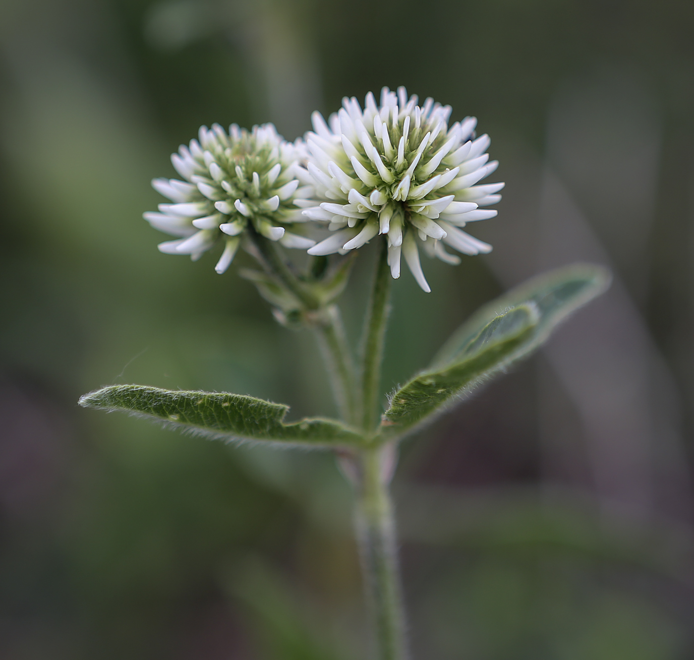 Image of Trifolium montanum specimen.