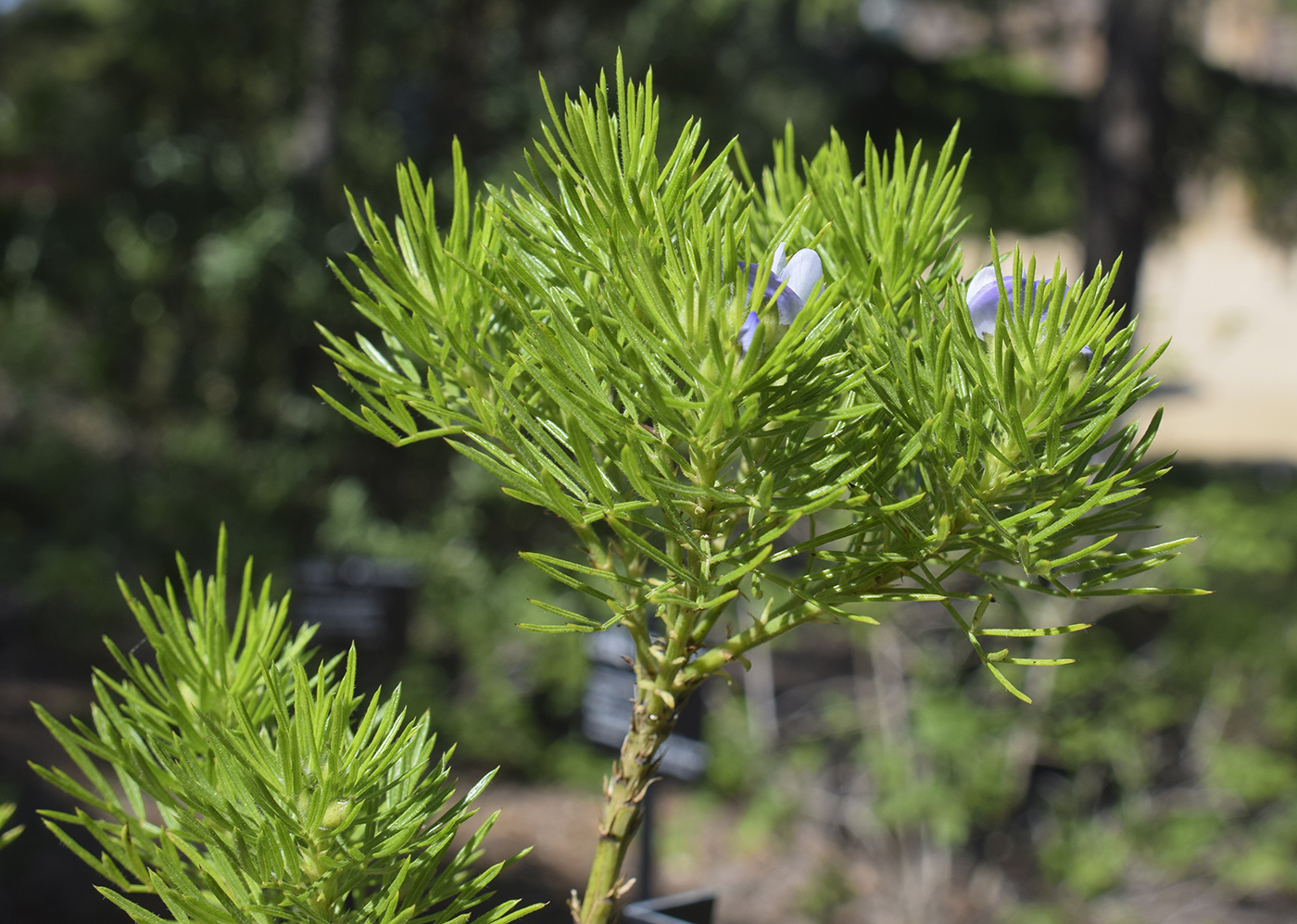 Изображение особи Psoralea pinnata.