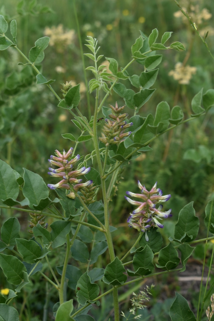 Изображение особи Glycyrrhiza uralensis.