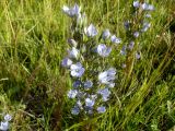 Lomatogonium rotatum