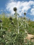 Echinops sibiricus