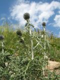 Echinops ruthenicus. Верхушка растения с соцветиями и колонией тли. Казахстан, Восточно-Казахстанская обл., Калбинский Алтай, окр. пер. Таргын, склон вост. экспозиции, степь. 22 июня 2023 г.