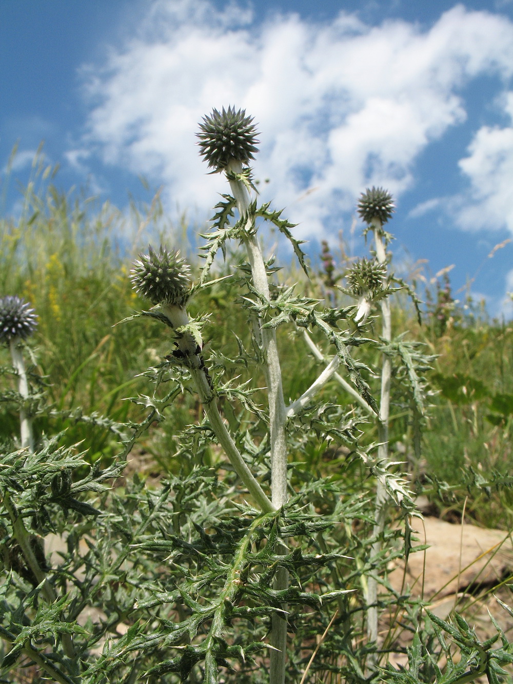 Image of Echinops sibiricus specimen.