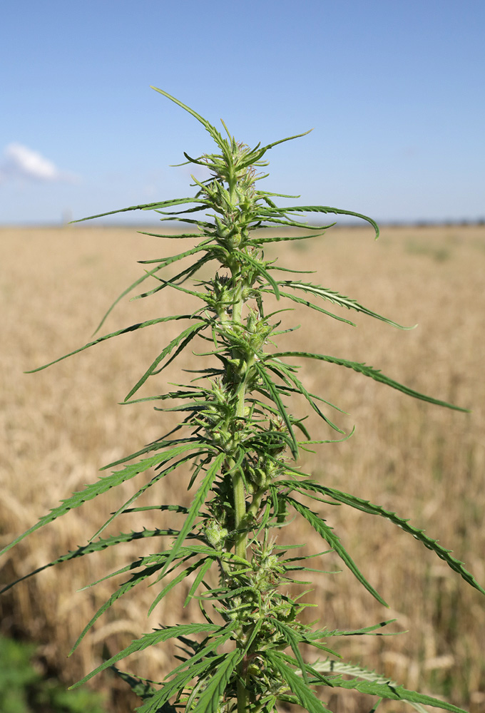 Image of Cannabis sativa var. spontanea specimen.