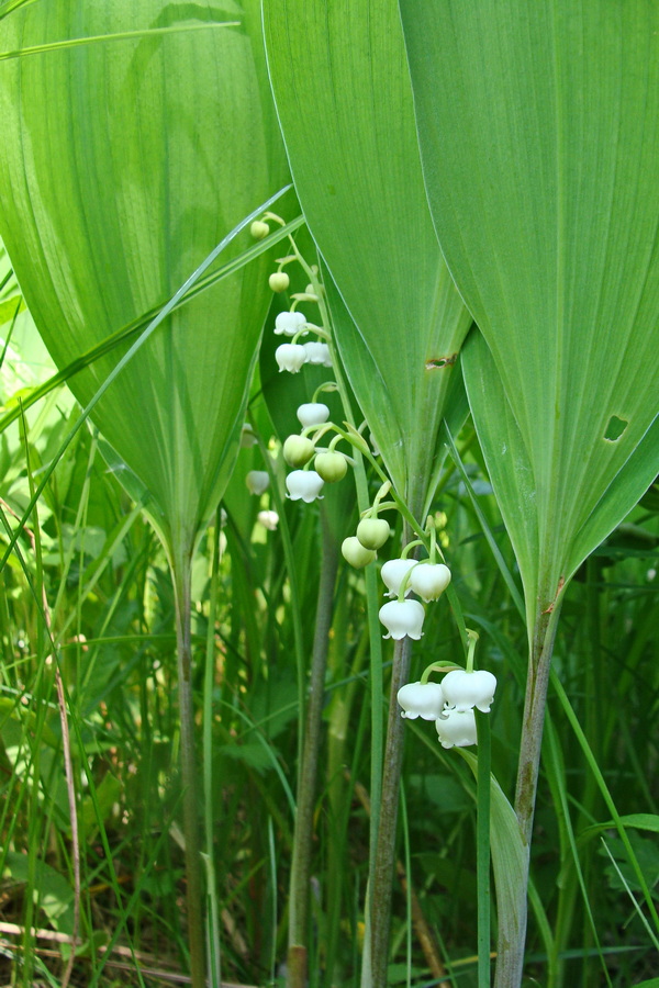 Image of Convallaria keiskei specimen.