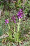 Anacamptis morio ssp. caucasica