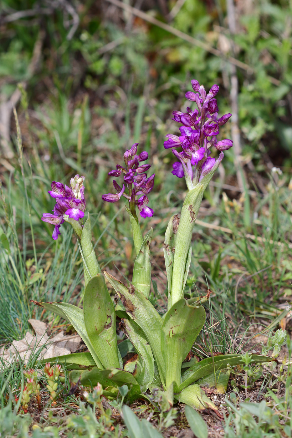 Image of Anacamptis morio ssp. caucasica specimen.