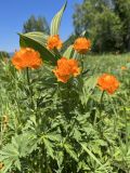 Trollius altaicus