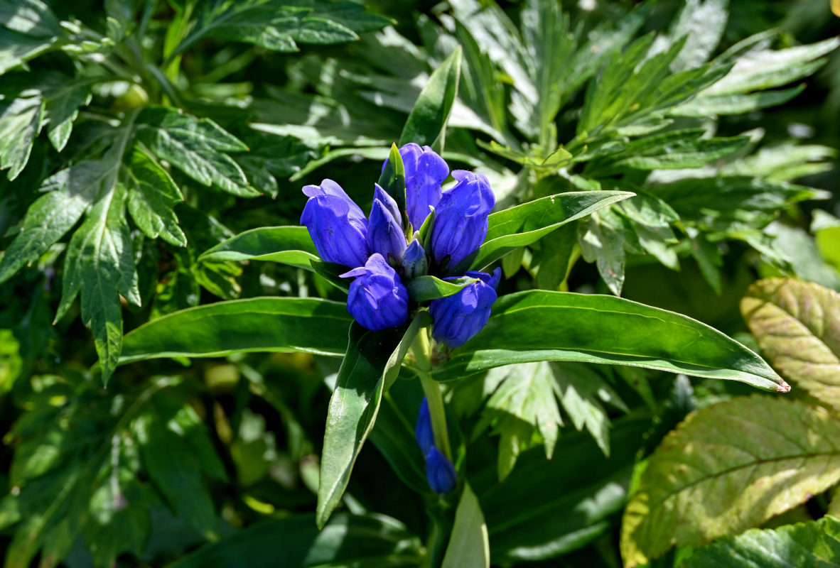 Изображение особи Gentiana triflora.