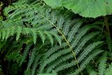 Athyrium monomachii