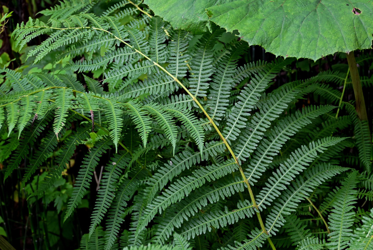 Изображение особи Athyrium monomachii.