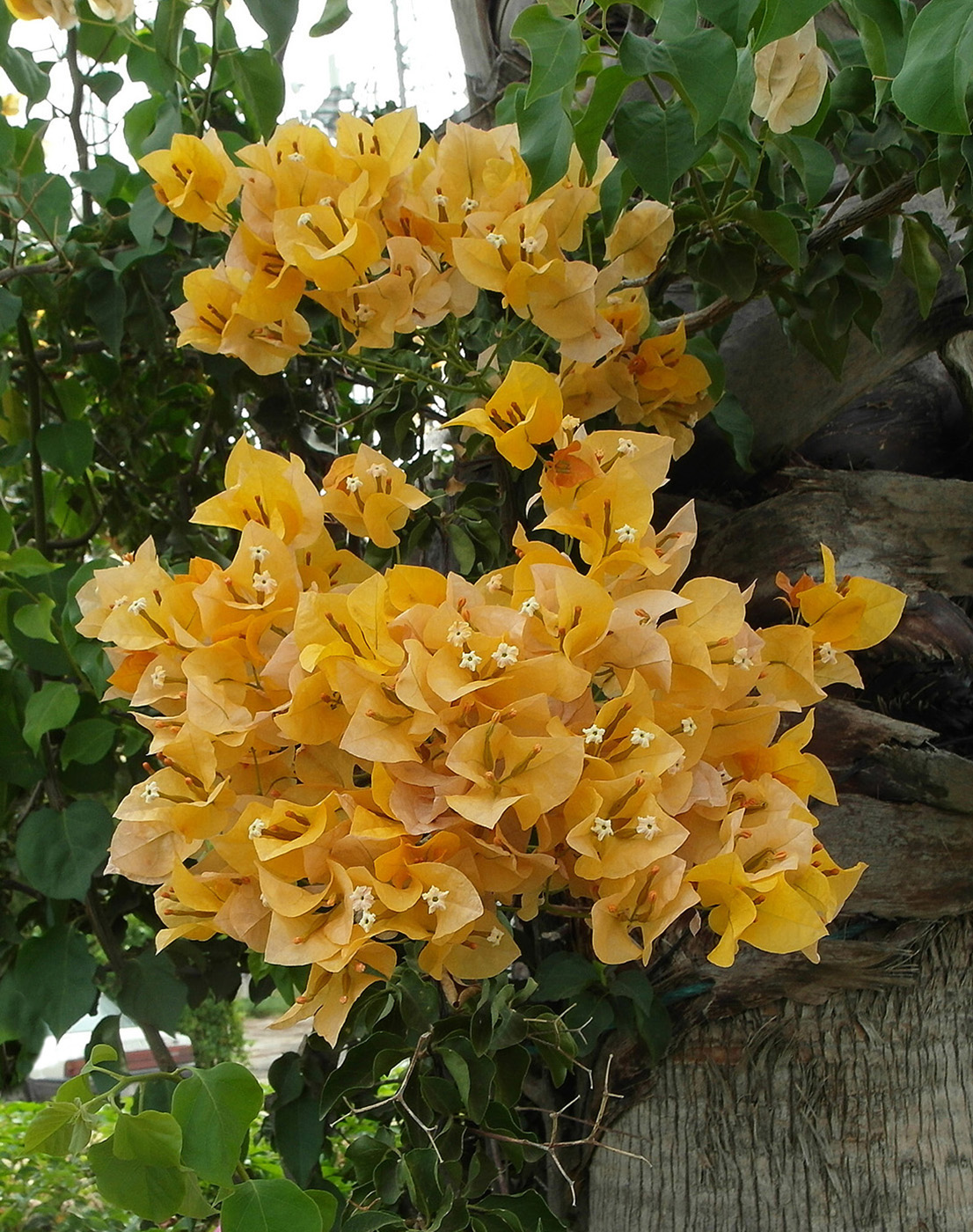 Image of Bougainvillea glabra specimen.