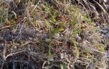 Lycopodium clavatum