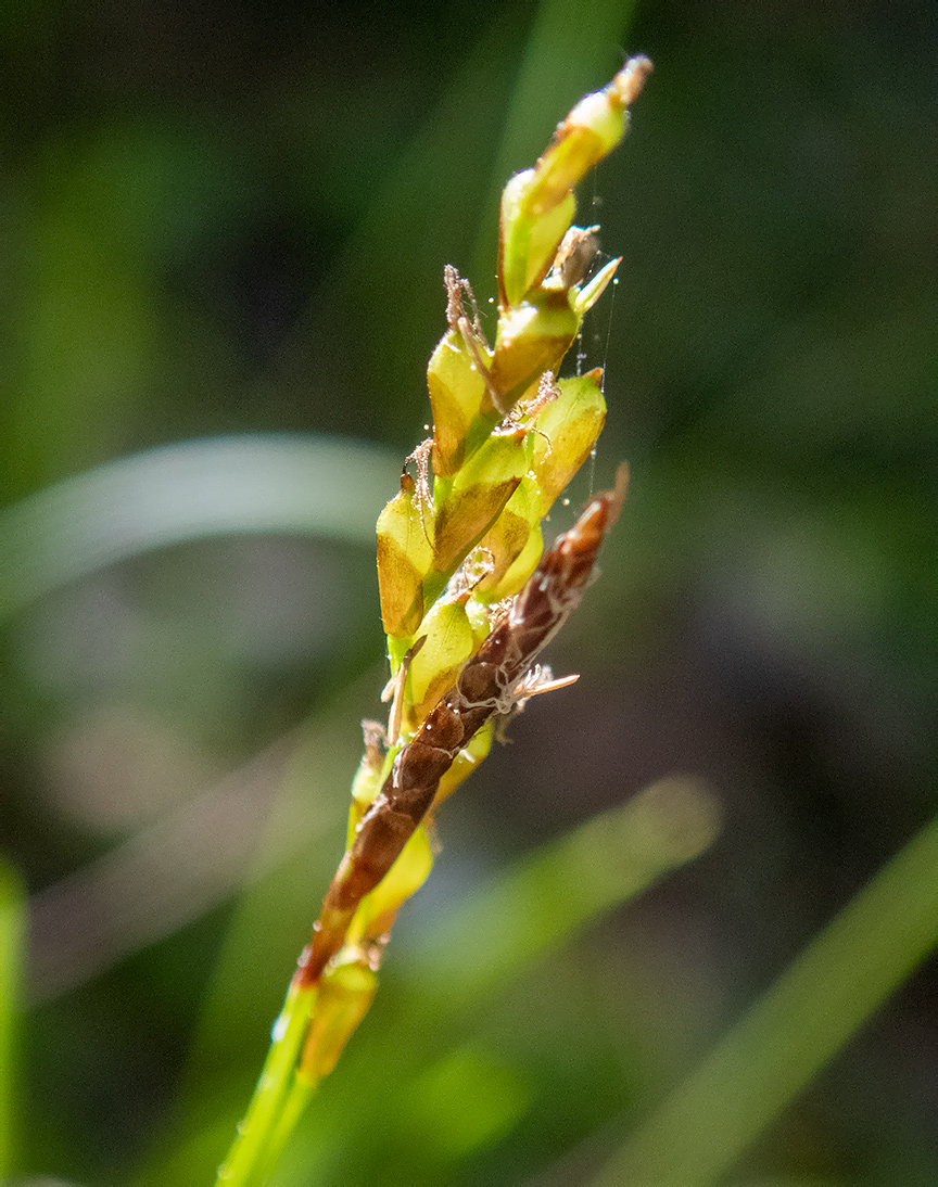 Изображение особи Carex digitata.