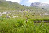 Caltha polypetala. Плодоносящее растение. Карачаево-Черкесия, Урупский р-н, хр. Загедан, долина Ацгарских озёр, ≈ 2600 м н.у.м., альпийский луг, у маленького безымянного озерка. 09.08.2023.